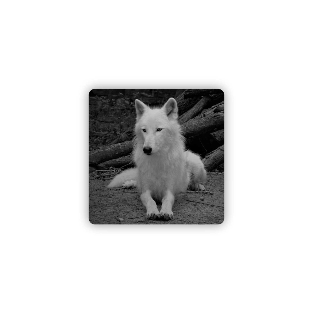 Magnetka 65x65mm v tvare štvorca - biely vlk