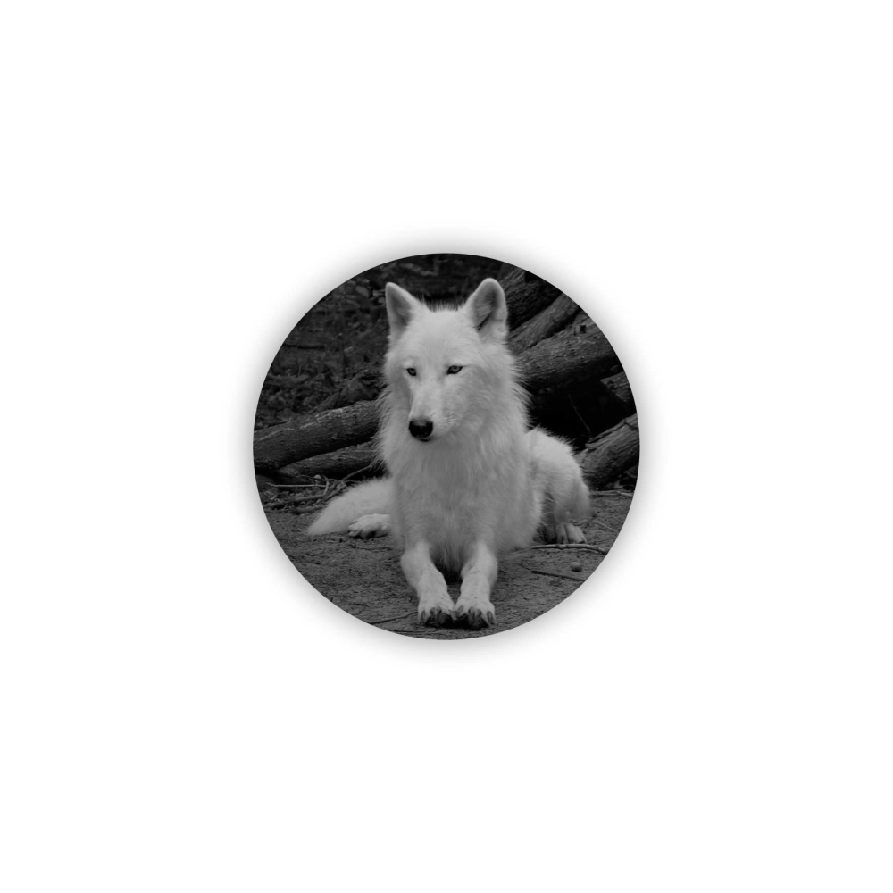 Magnetka 65x65mm v tvare kruhu - biely vlk