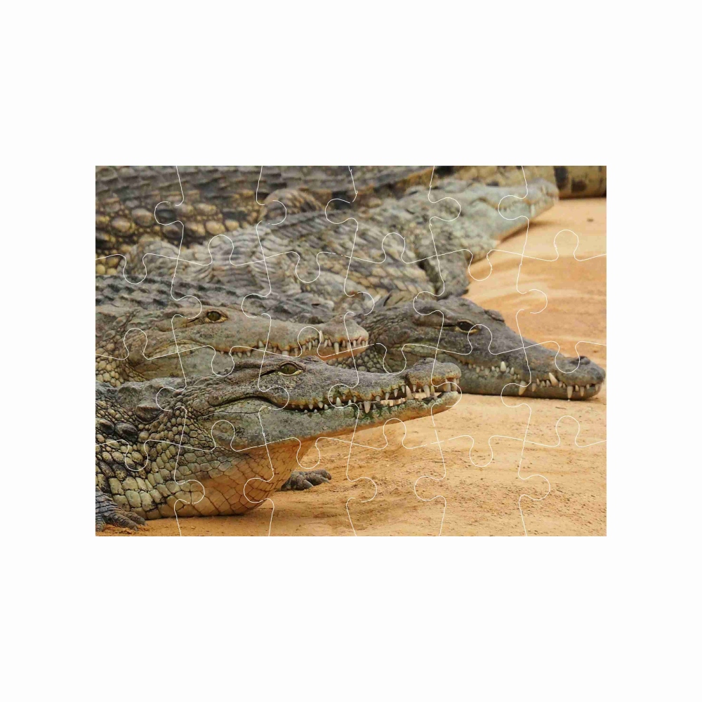 Puzzle 18x13cm (24 dielikov) s obrázkom - krokodílí breh