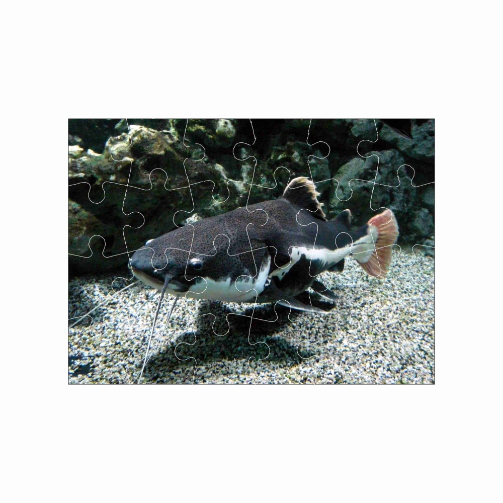 Puzzle 18x13cm (24 dielikov) s obrázkom - riečny sumec