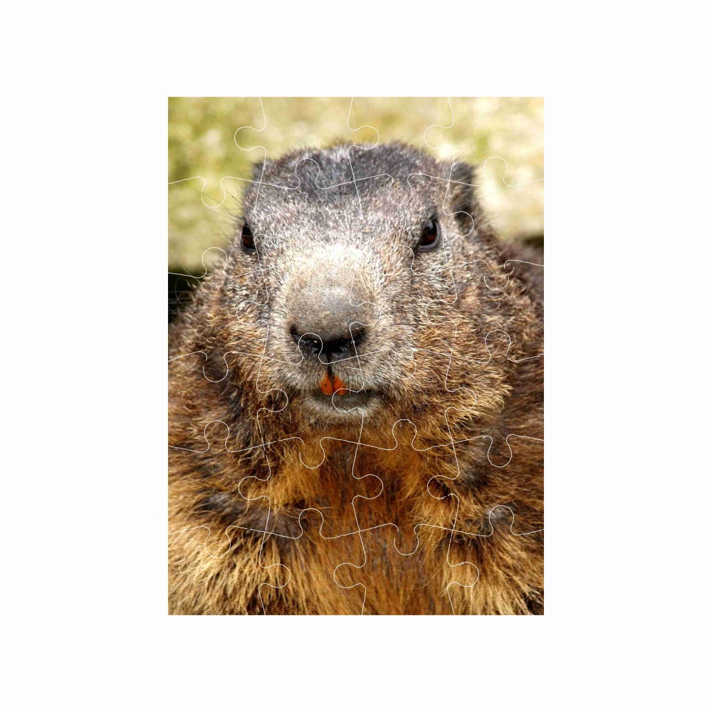 Puzzle 18x13cm (24 dielikov) s obrázkom - svišť