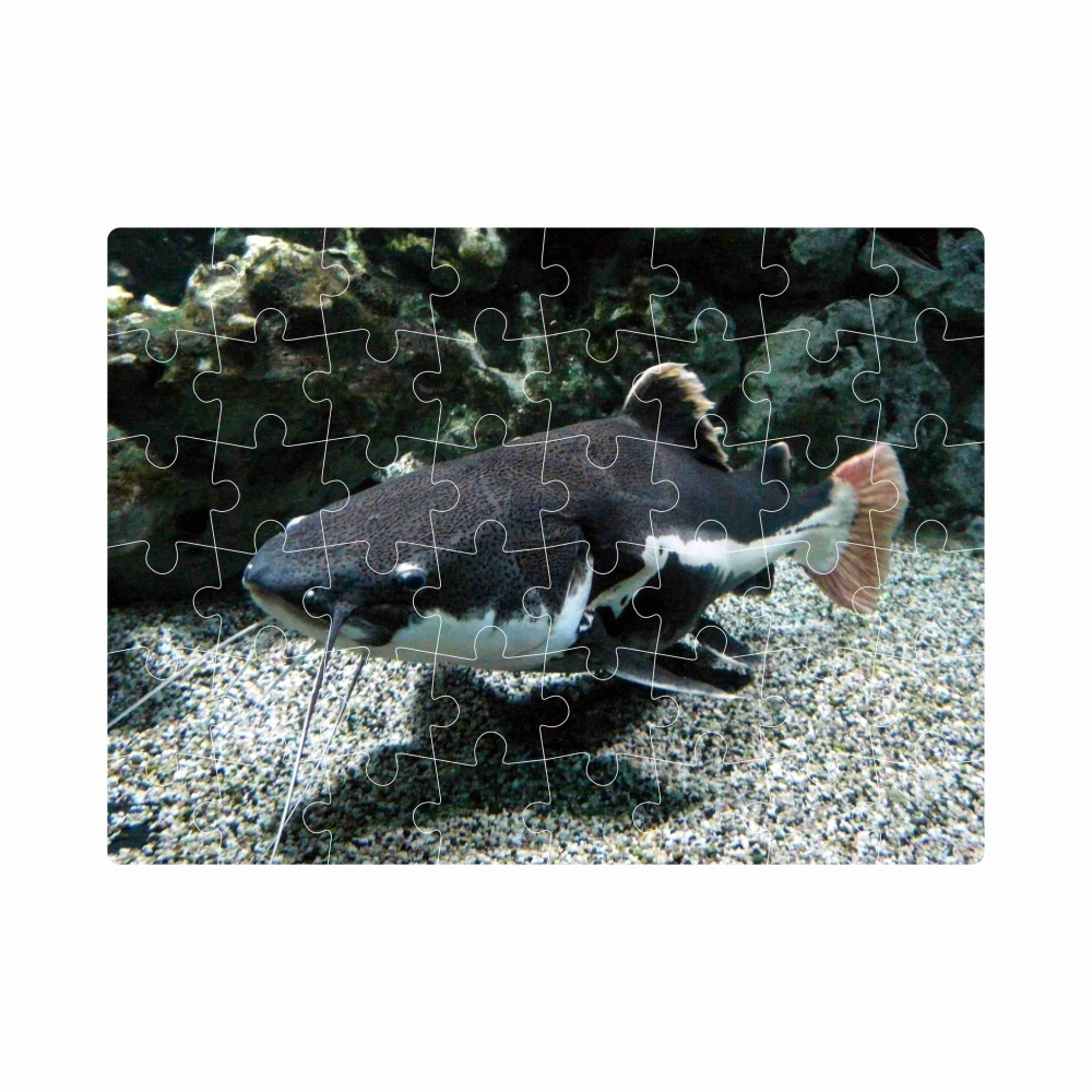 Puzzle 20x15cm (40 dielikov) s obrázkom - riečny sumec