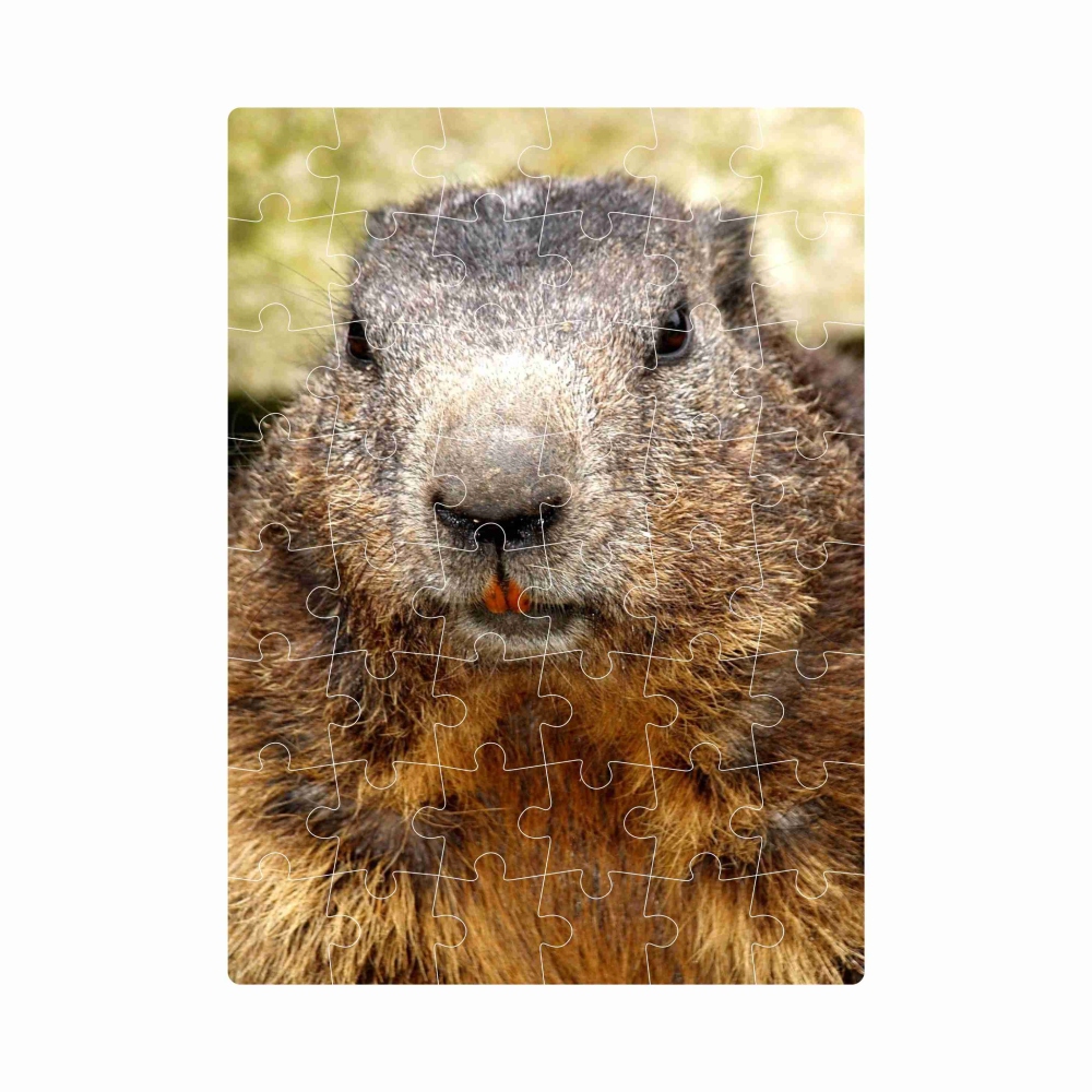 Puzzle 20x15cm (40 dielikov) s obrázkom - svišť