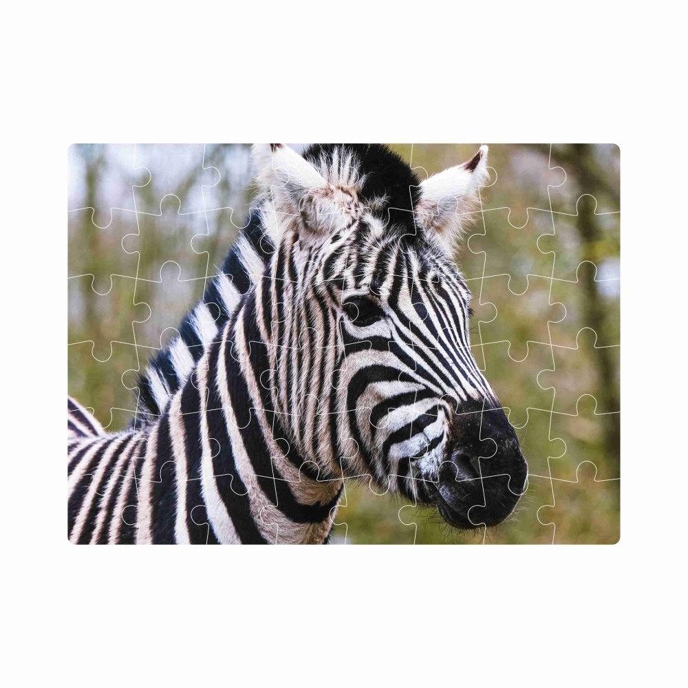 Puzzle 20x15cm (40 dielikov) s obrázkom - zebra