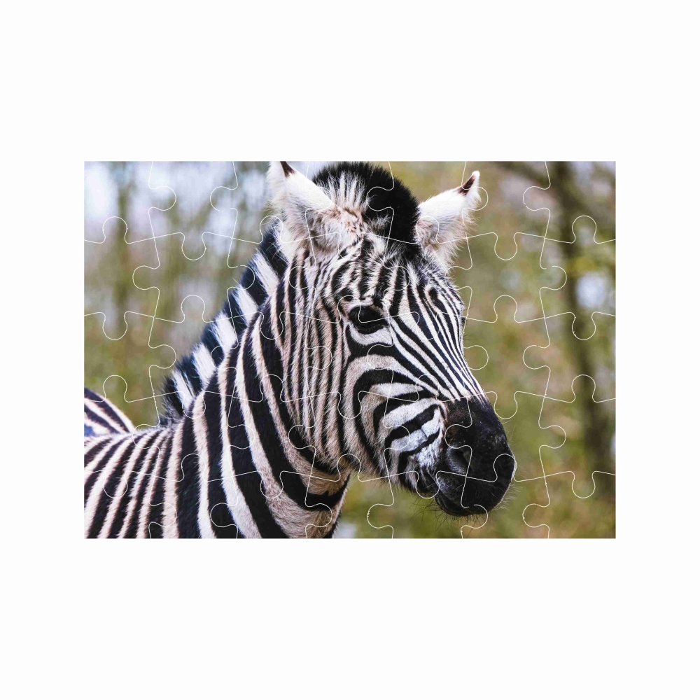 Puzzle 27x19,5cm (35 dielikov) s obrázkom - zebra