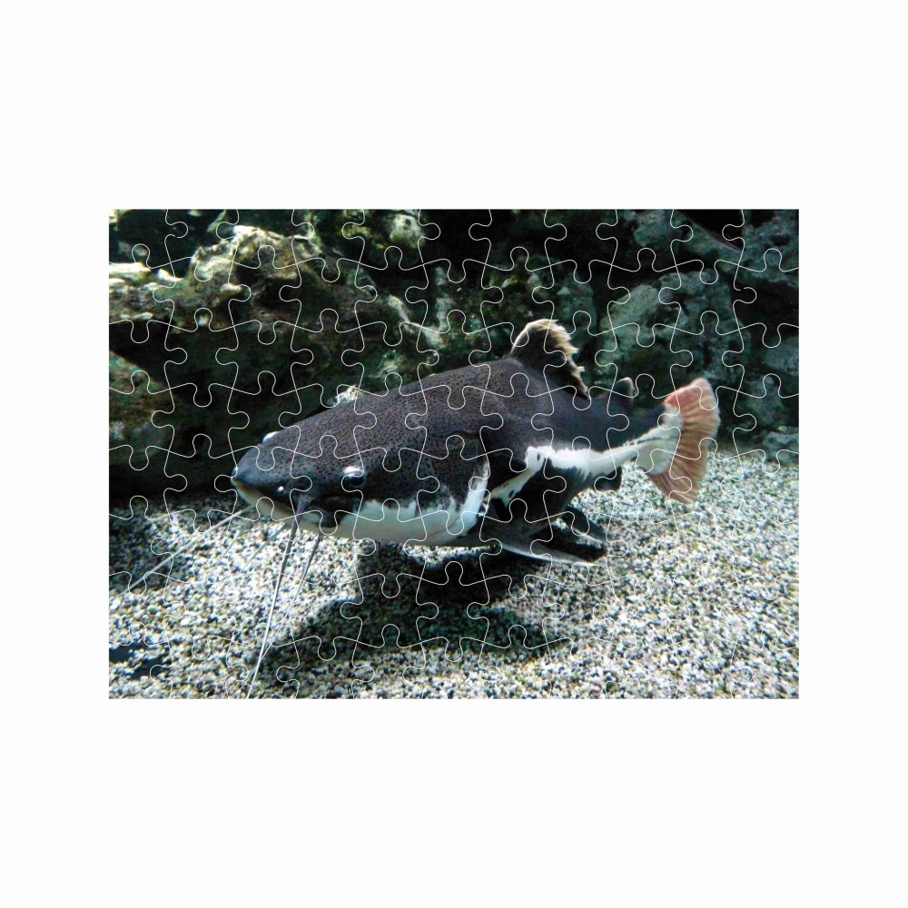 Puzzle A4 29x20cm (120 dielikov) s obrázkom - riečny sumec