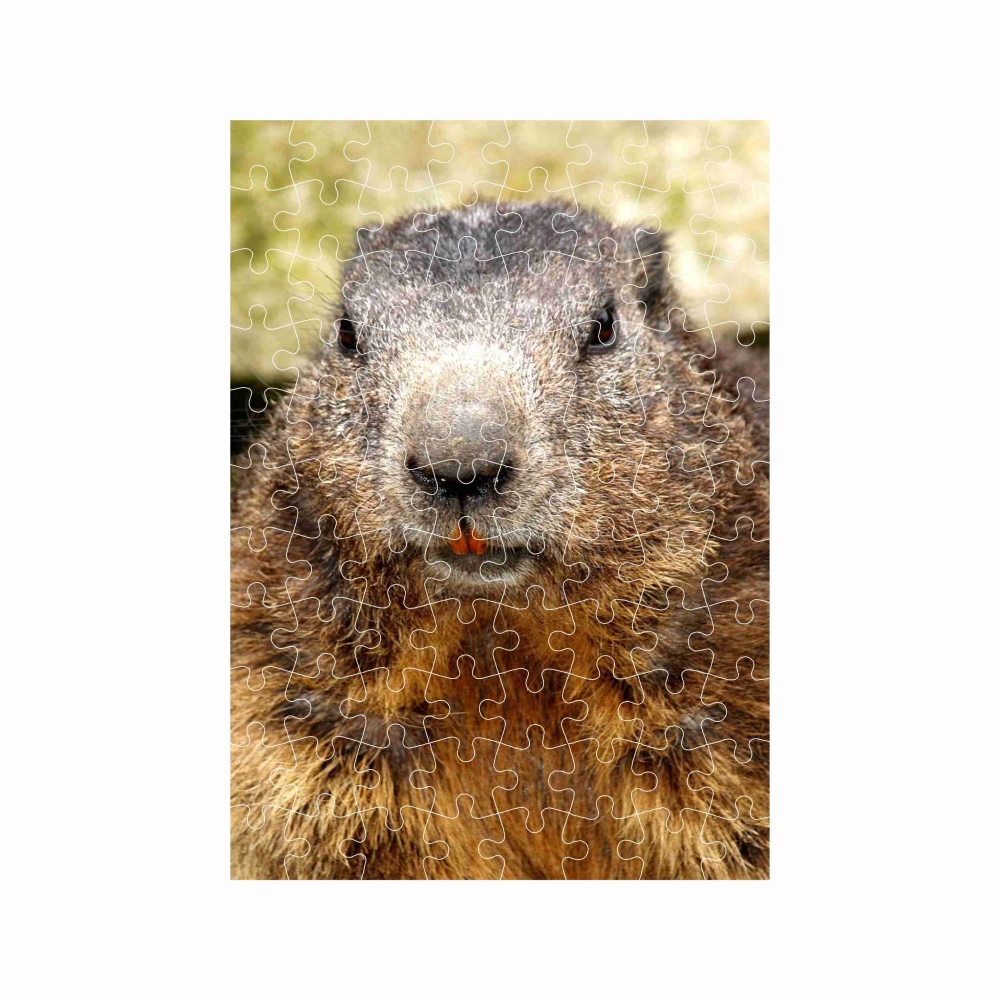 Puzzle A4 29x20cm (120 dielikov) s obrázkom - svišť