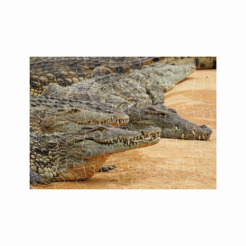 Puzzle A4 29x20cm (40 dielikov) s obrázkom - krokodílí breh