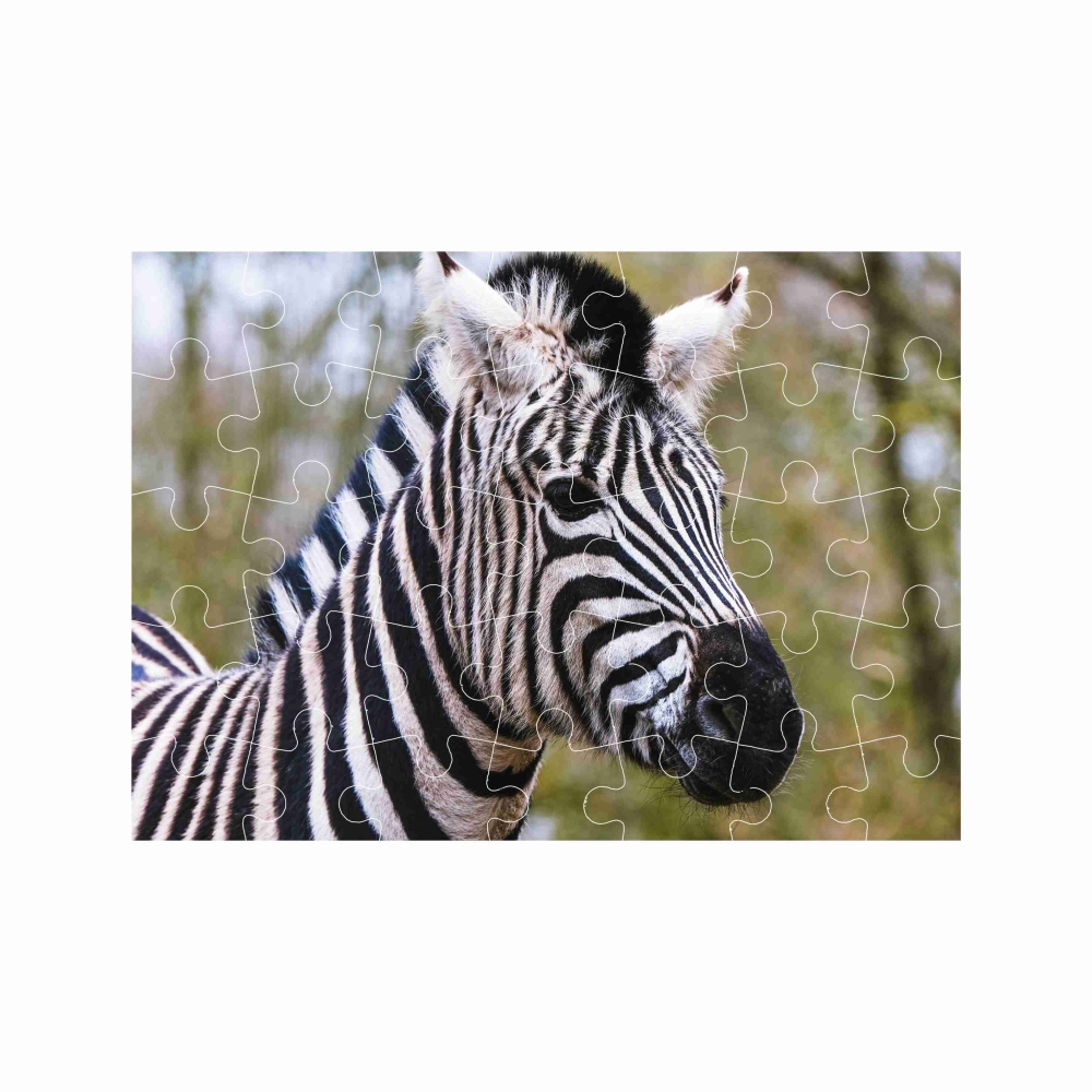 Puzzle A4 29x20cm (40 dielikov) s obrázkom - zebra